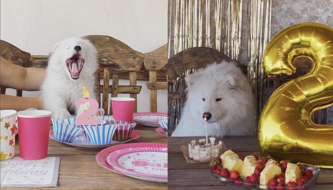Two side-by-side photos show fluffy white dogs celebrating a 2nd birthday, one howling next to a candle cupcake and the other blowing a candle near a gold '2' balloon.
