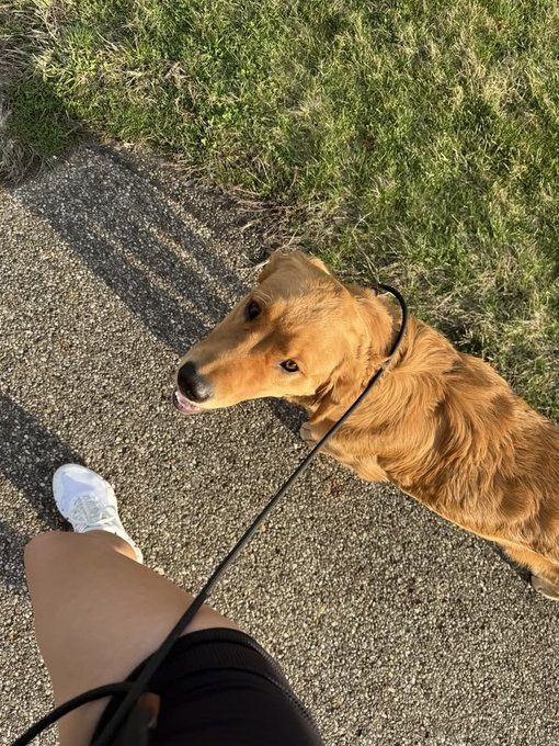 A golden retriever on a leash looks up at her owner, who is thinking about green crypto candles for $PIPEDOG instead of appreciating her stick-fetching devotion.