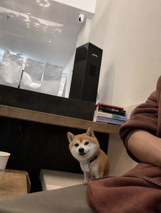 A Shiba Inu dog wearing a collar looks up with an alert expression in a home interior, positioned near a wooden cabinet and a person's arm in a brown sleeve.