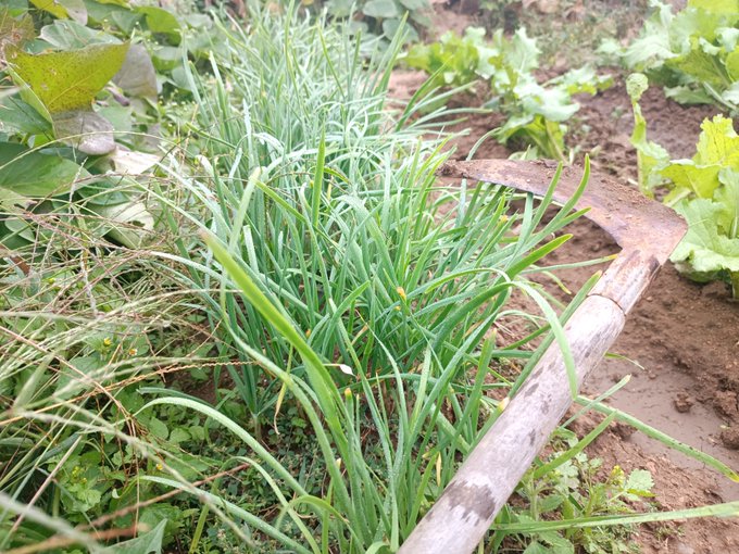 A garden scene shows a cluster of green scallion or chive plants growing in a vegetable bed, with a wooden-handled hoe resting on the soil and lettuce plants visible in the background.