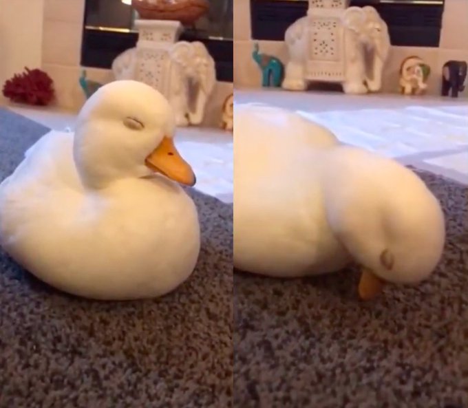 Two side-by-side photos of a white duck resting on a grey carpet, first showing its face with eyes closed and then with its head tucked down into its feathers.