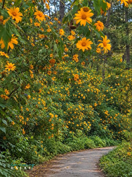 A dirt path winds through a vibrant forest in Dalat, blanketed with blooming yellow sunflowers cascading from the trees, inviting a refreshing escape into nature. Perfect for a relaxed Saturday morning stroll and a joyful weekend breather.