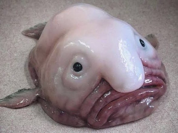 Close-up of a pale, blob-like fish with a large bulbous nose and small dark eyes, resembling the blobfish species.