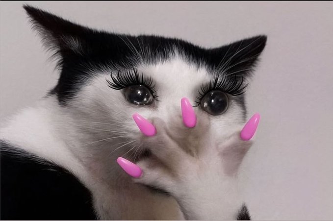 A black and white kitten with digitally added long false eyelashes and four pink manicured nails positioned around its nose, creating a humorous beauty-themed edit.