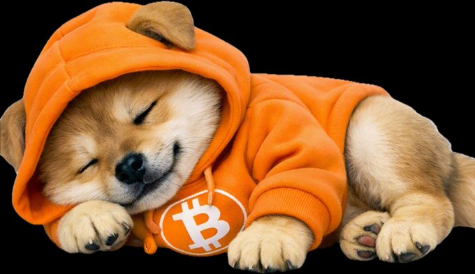 A small Shiba Inu puppy sleeps wearing an orange hoodie featuring the Bitcoin "₿" logo.