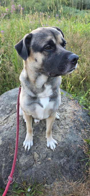 A tan and black dog with a red leash sits attentively on a large rock in a grassy field, illustrating the pet waste cleanup theme of the ScoopUp app campaign that rewards users with 36.00 x2 $B3TR tokens on VeBetterDAO for scooping after their pets.