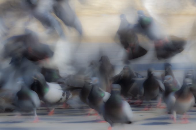 A blurry, motion-filled photograph of a flock of pigeons walking on a paved surface, with one mostly white pigeon standing out among the gray ones.