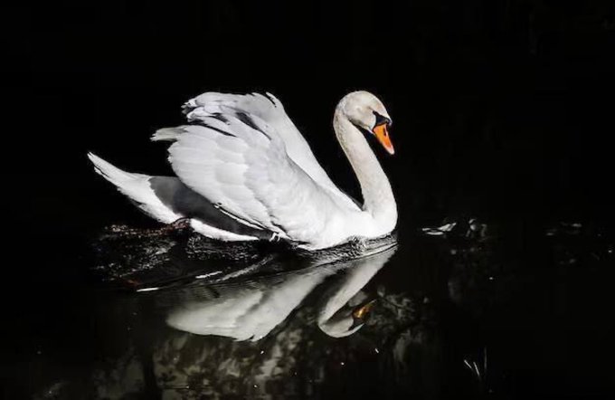 A white swan glides across dark water with its wings partially raised, its image mirrored below. The striking visual embodies the "White Swan" theme, symbolizing the rare, transformative event the post warns viewers to prepare for.