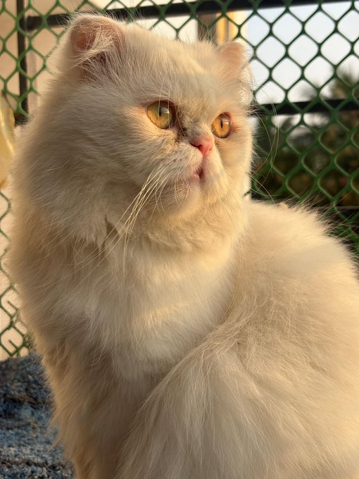 Close-up photograph of a fluffy white Persian-style cat with striking golden eyes, sitting in front of a green chain-link fence in warm sunlight.