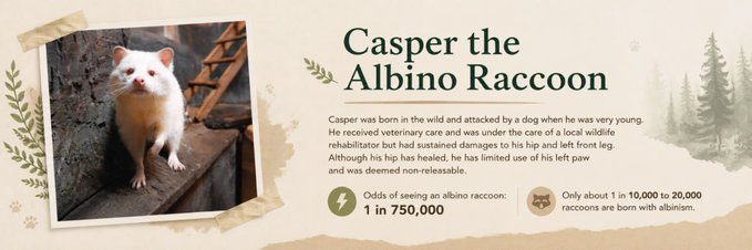 An informational graphic about Casper, a rare albino raccoon with white fur, noting that only 1 in 750,000 racoons have albinism, accompanied by a post pumping the $CASPER memecoin by claiming the narrative will drive it to $100K and urging followers to "ape in."