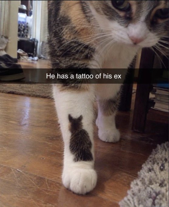 A close-up photo of a calico cat standing on a wooden floor, with text overlay reading "He has a tattoo of his ex," humorously suggesting the cat's markings on its leg look like a cat tattoo.