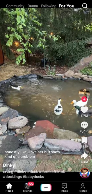 A TikTok video titled "honestly like I love her but she's kind of a problem" by user "Dinky" shows a small white duck in a backyard pond with hashtags #ducklings #babyducks.