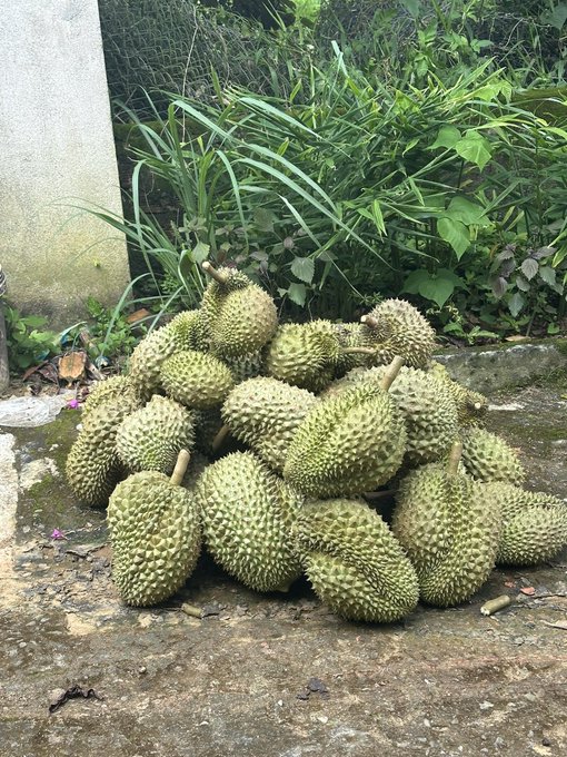 A large pile of fresh green durian fruits stacked on a concrete surface against a backdrop of grass and weeds.