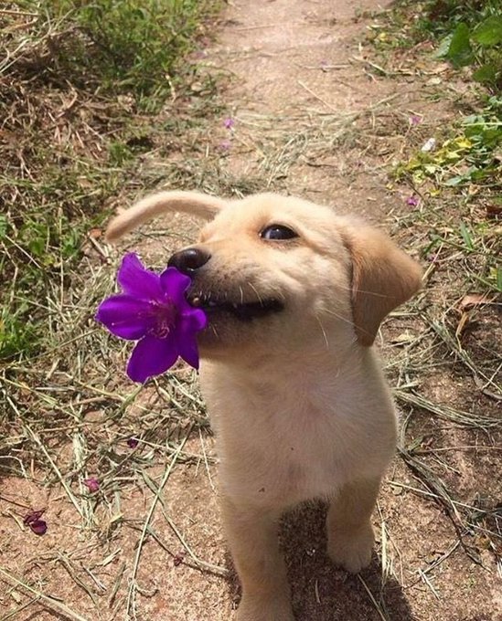 An adorable tan and white puppy standing on a dirt path, holding a purple flower in its mouth with green foliage in the background.