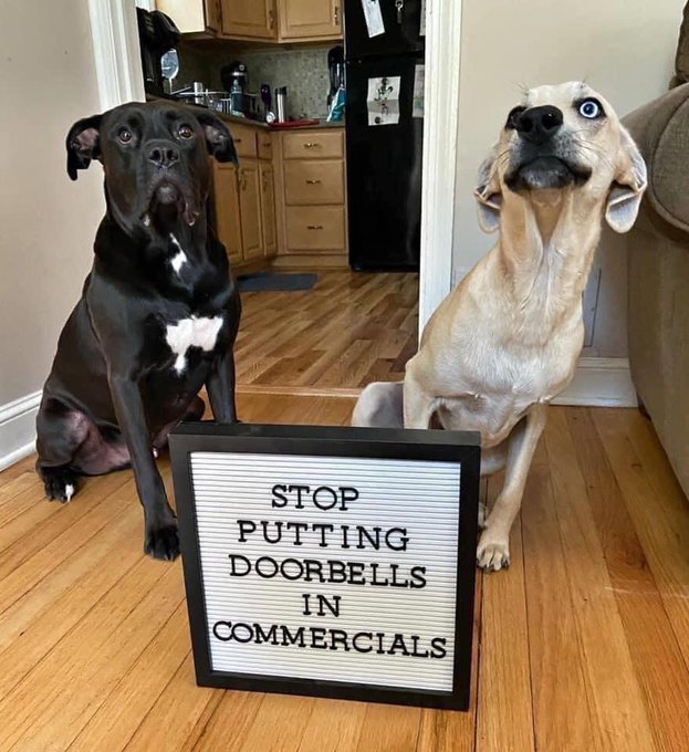 The image features two dogs sitting on a hardwood floor near a doorbell. One dog has its head tilted upwards as if looking at something or someone outside the frame of the photo. The other dog appears to be staring at the camera, possibly posing for a picture. In front of them is a sign that reads "Stop putting doorbells in commercials".