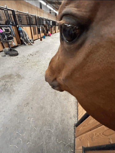 A close-up photograph of a brown horse's face in a stable, with the barn aisle, stalls, and equipment visible in the background.