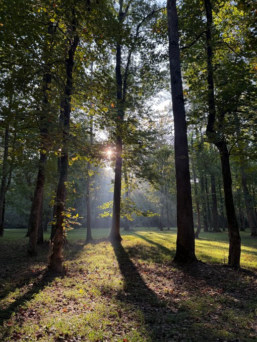 A serene forest scene with tall trees, dappled sunlight streaming through the canopy, and long shadows cast across the grassy ground covered with fallen leaves.