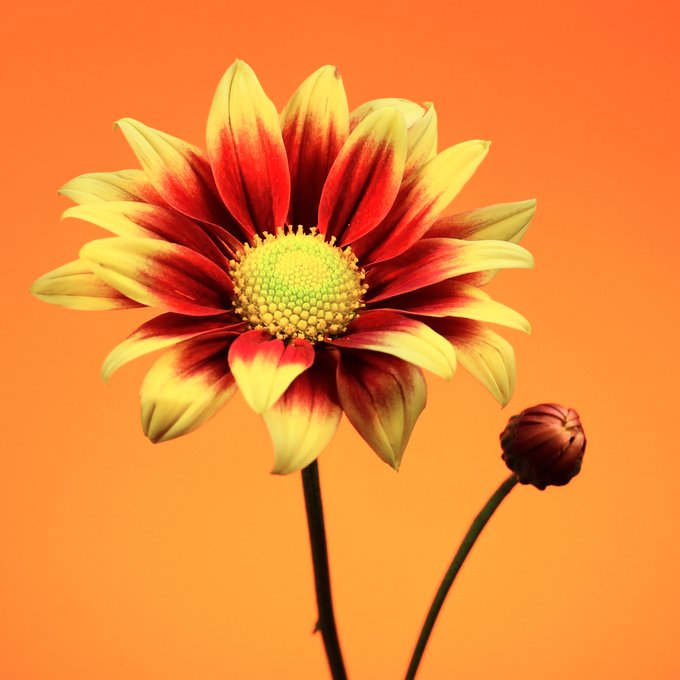 A close-up photograph of a vibrant flower with yellow and red petals surrounding a textured yellow center, accompanied by a closed bud, set against a solid orange background.