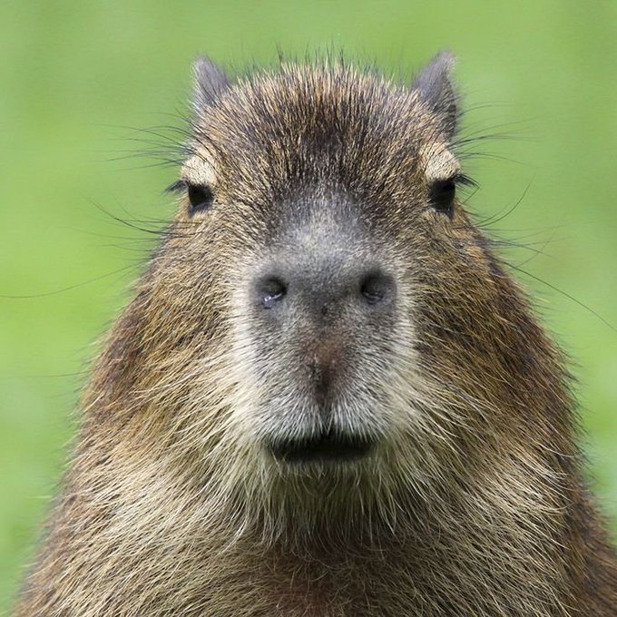 A close-up portrait of a brown capybara's face against a blurred green background.