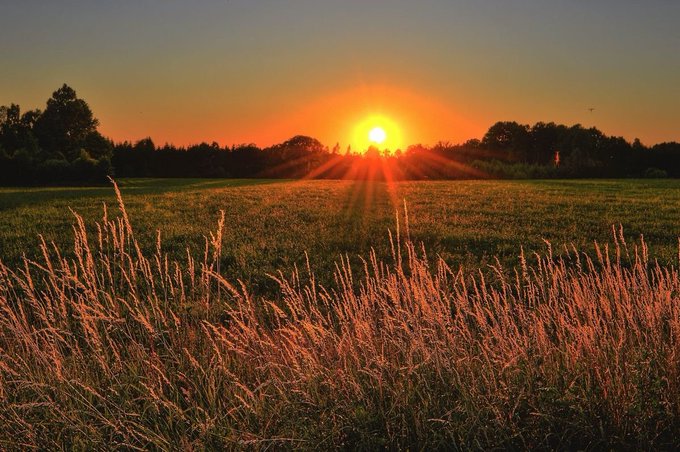 A radiant sunrise breaks over a grassy meadow, casting golden rays across tall, dew-kissed blades and a tree-lined horizon—mirroring the post's message about using each new morning as a fresh beginning with NomismaNetwork.