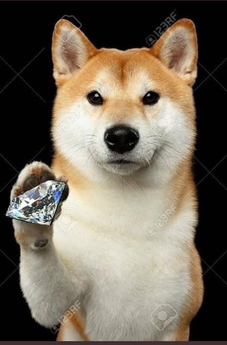 A Shiba Inu dog holds a large diamond in its paw against a black background, with '123RF' watermarks visible.