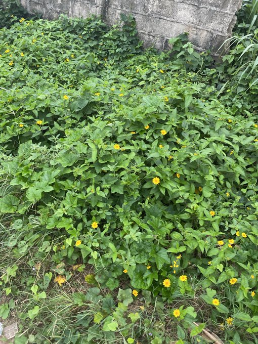 A dense patch of green leafy plants with small yellow flowers growing along a stone wall or embankment.