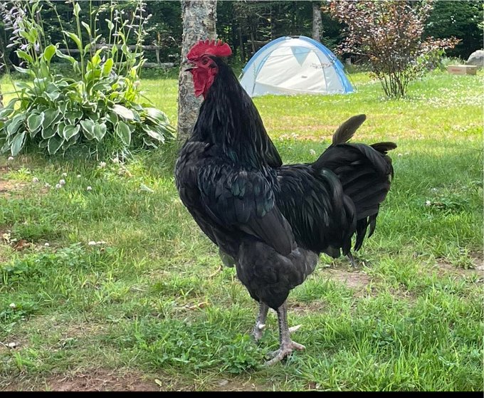 A black rooster with a red comb standing on green grass in a yard, with a blue tent and hosta plants visible in the background.