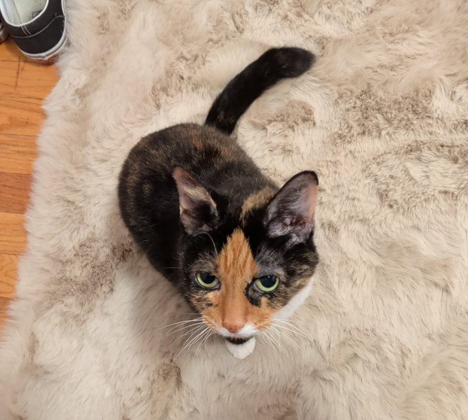 Overhead photo of a calico cat with black, orange, and white fur sitting on a fluffy cream-colored rug, looking up at the camera, with a person's shoe visible in the corner.