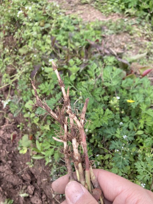 A hand holds a bundle of uprooted plant stems with tangled roots, photographed in a garden or field setting.