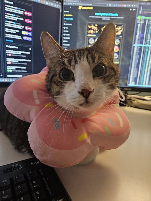 A tabby cat wearing a pink donut-shaped cushion collar sitting on a desk in front of two computer monitors displaying financial/trading dashboards.