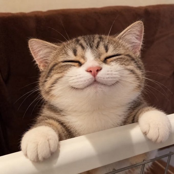 A contented tabby and white cat rests its paws on a white ledge with its eyes closed and a peaceful smile, set against a brown background.