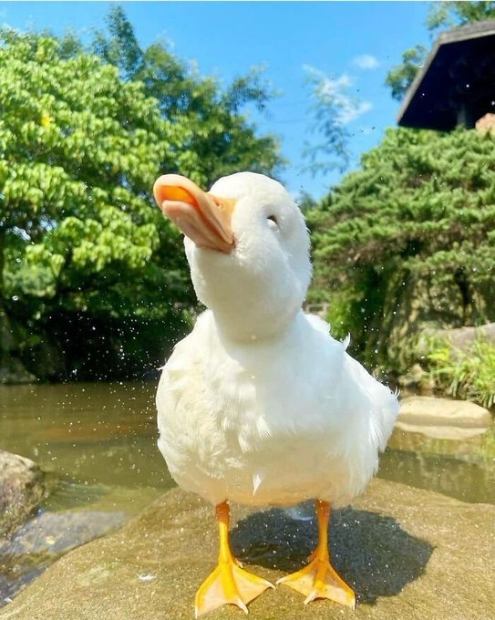 urn of water, duck with orange beak and white feathers, green leaves, blue sky, and a building in the background.