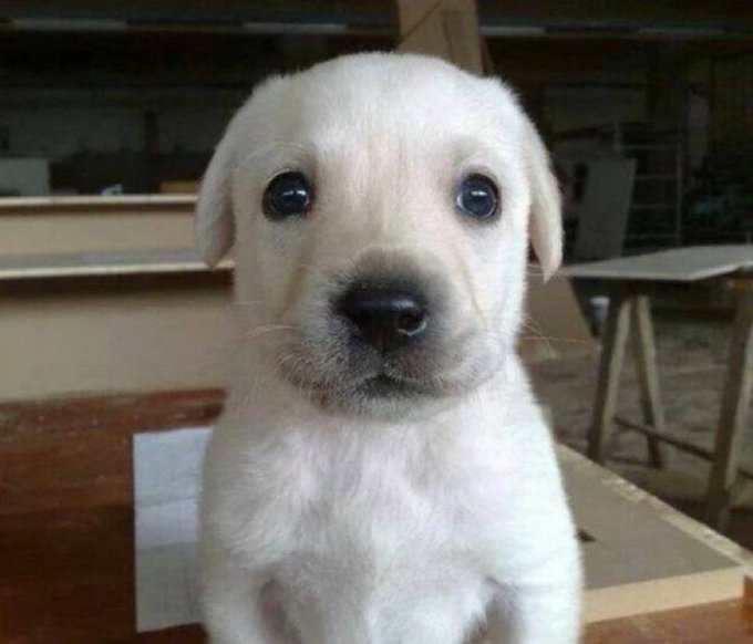 A close-up photograph of an adorable white puppy with large dark eyes looking directly at the camera.
