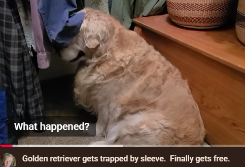 A golden retriever dog tangled in the sleeve of a hanging jacket in a closet, with overlaid text 'What happened?' and a caption 'Golden retriever gets trapped by sleeve. Finally gets free.'