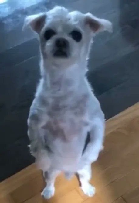 A small white dog sitting on a wooden floor, looking directly at the camera with its front paws raised slightly off the ground.
