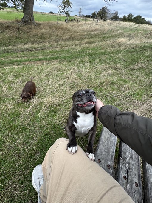 A person sitting on a wooden bench petting a smiling dark brindle and white dog, while another similar small dog explores the grassy field nearby.