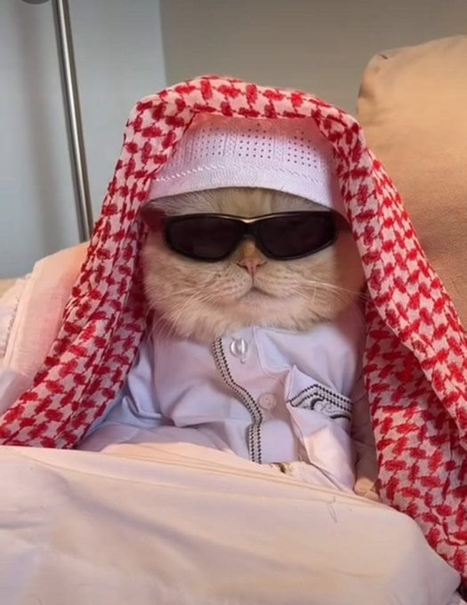 A fluffy orange cat is dressed in a white thobe and a red and white checkered keffiyeh headscarf, wearing dark sunglasses while lying in bed.