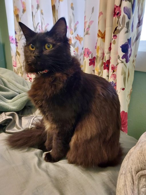 A dark brown long-haired cat with yellow-green eyes sitting on a gray blanket in front of floral curtains, wearing a small collar.