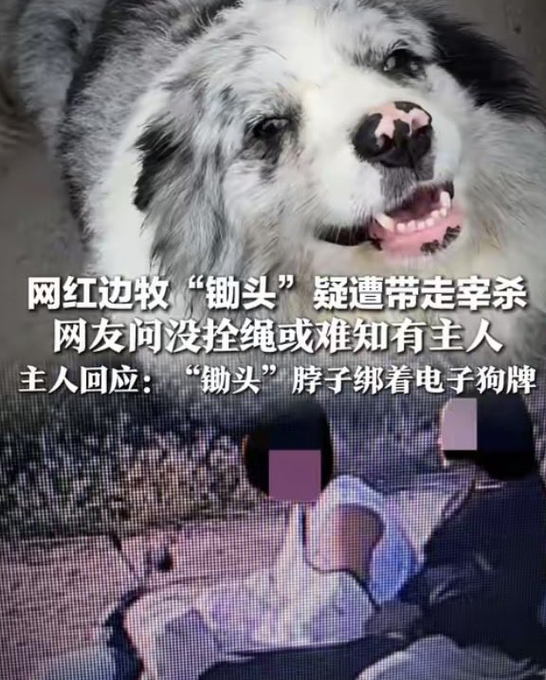 The image features a large gray and white dog with a pink nose, sitting next to two people who appear to be having a conversation or enjoying each other's company. The background of the photo shows a bench where the people are seated. There is also text in Chinese that reads "$Hoe 0x41ae12f0f0e3eed778839e6c12d039630e5b4444 Giggle List bought this token after a 120-day hiatus, and is still withdrawing from Binance Exchange and adding to its position. The hoe theft case has been officially filed, and the last meme to successfully seek redress was $Pnut".