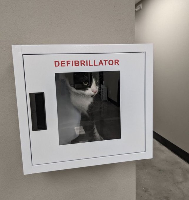A white wall-mounted cabinet labeled 'DEFIBRILLATOR' in red text contains a black-and-white cat staring out through the glass window of the door.