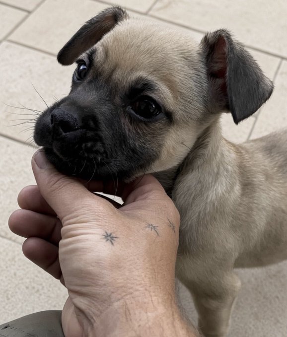 A fawn-colored pug with a black mask gazes up as it's gently held by the chin, the handler's wrist displaying small star and sparkle tattoos that playfully mirror a stylized "$Jotchua" ticker. The image embodies the post's regretful jab—encouraging viewers who missed the 43% pump to "make a wish" (on the stars) and buy $Jotchua before it runs away like the puppy's big, wistful eyes.