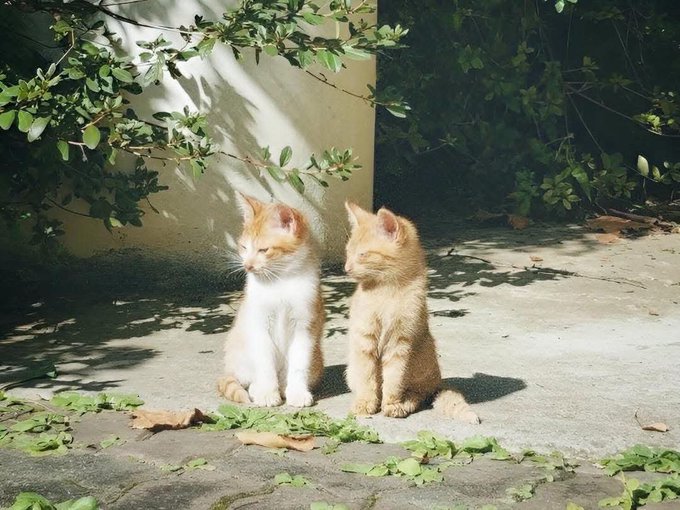 Two small orange and white kittens sit side by side on a sunlit concrete surface, basking in the warmth.