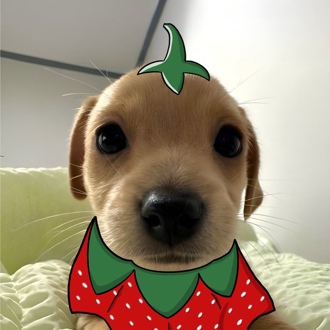 The image features a cute, young puppy wearing a red shirt with white strawberrys, standing next to its owner's bed. The adorable dog has black eyes and a tiny nose. The background appears to be plain white.