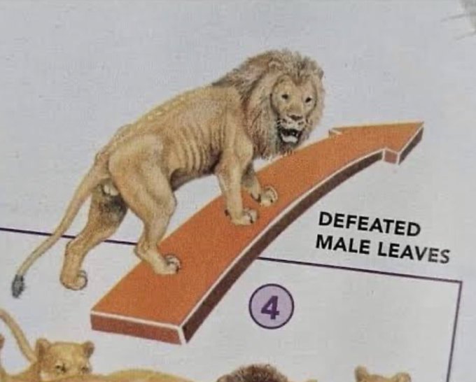 An infographic showing a male lion climbing an upward arrow labeled "DEFEATED MALE LEAVES" at the bottom, with a circled "4" suggesting it's part of a sequence about pride dynamics. The post's apology and explanation about incentives for legitimate liquidity versus wash trading creates an ironic juxtaposition with the image's theme of a male leaving after defeat.