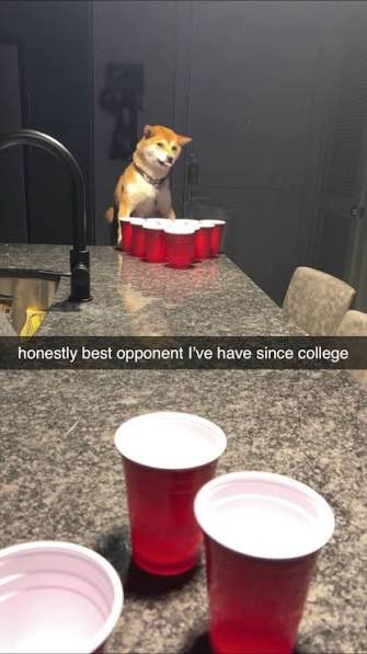 A Shiba Inu dog sits behind a row of red plastic cups on a kitchen counter, appearing as the "opponent" in a game of beer pong, with the caption "honestly best opponent I've have since college." The image plays on the Shiba Inu meme and the $SHIB cryptocurrency reference from the post, humorously positioning the dog as a formidable beer pong competitor.