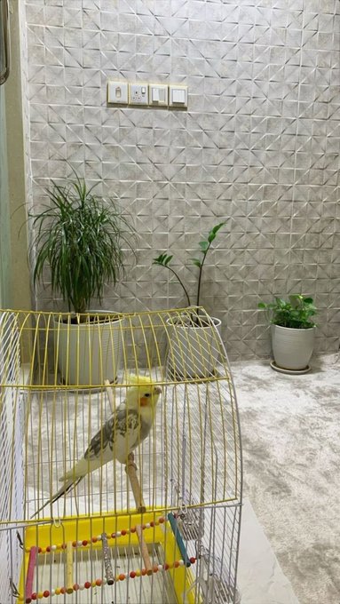 A cockatiel perches inside a yellow wire cage situated in a room with textured white walls and several potted plants.
