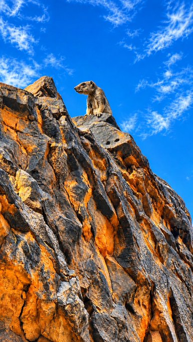 A hyrax or small mammal perched on top of a rocky orange cliff against a bright blue sky with wispy clouds.