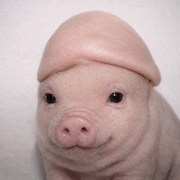 A hairless piglet with smooth, pink skin and a distinctive forehead fold gazes directly at the camera, resembling the look of someone wearing a tight cap—fitting for a meme tied to the viral "$WIGLET" token trend.
