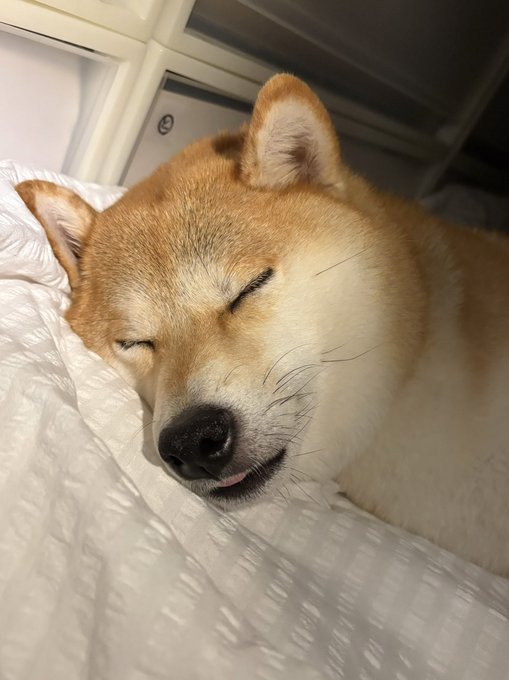 A peacefully sleeping Shiba Inu rests its head on a white textured blanket with its eyes closed and tongue slightly peeking out, perfectly matching the caption's playful reference to the adorable tongue-out expression.