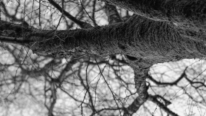 A black and white photograph looking up at bare tree branches with a thick, moss-covered tree limb crossing the frame against a light sky.